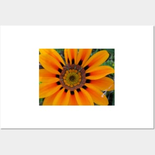 Gazania 8 Posters and Art